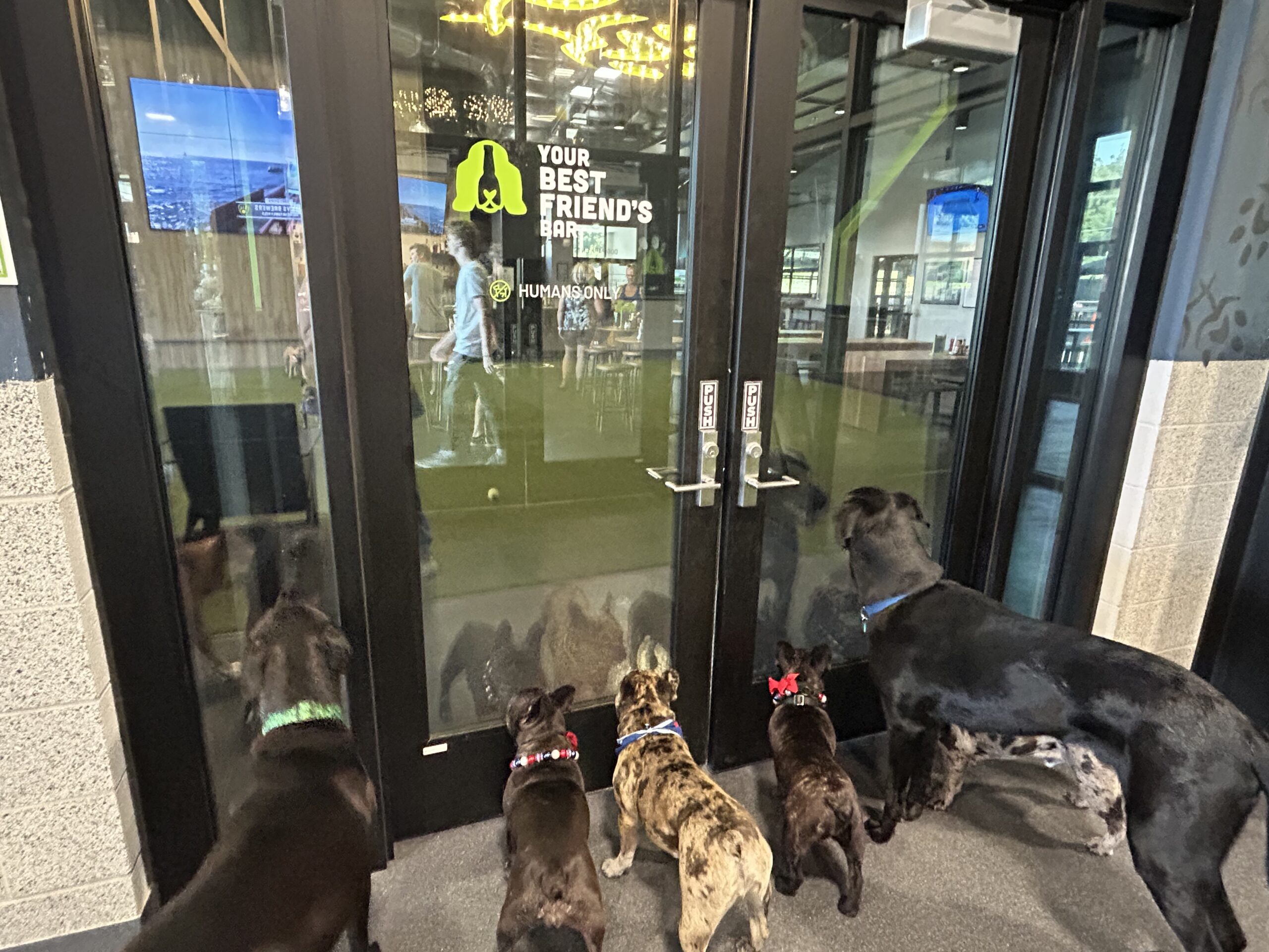 Benny’s Blog: Dog-friendly adventures in West Des Moines, Iowa