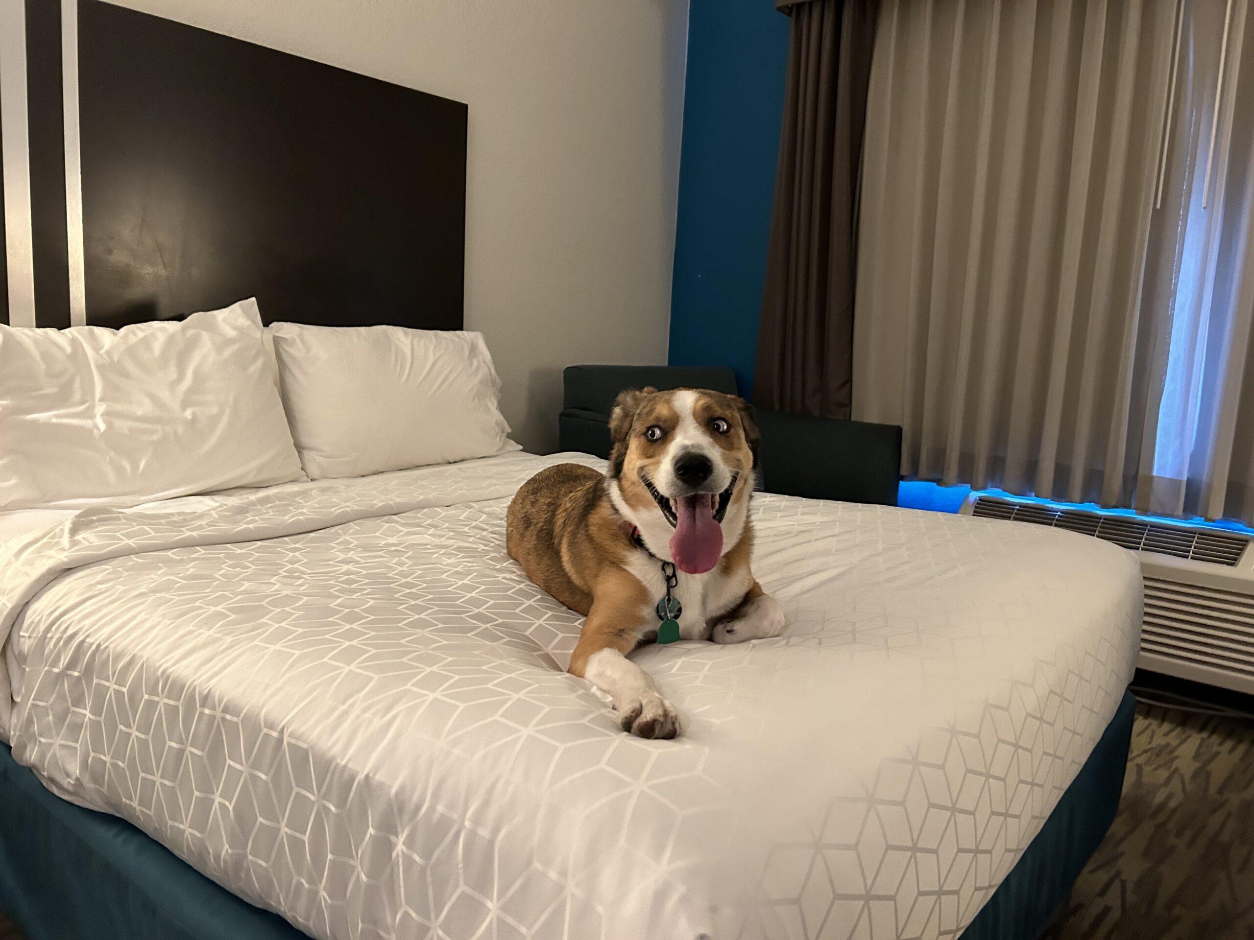 Benny’s Blog: Dog-Friendly Adventures in Omaha