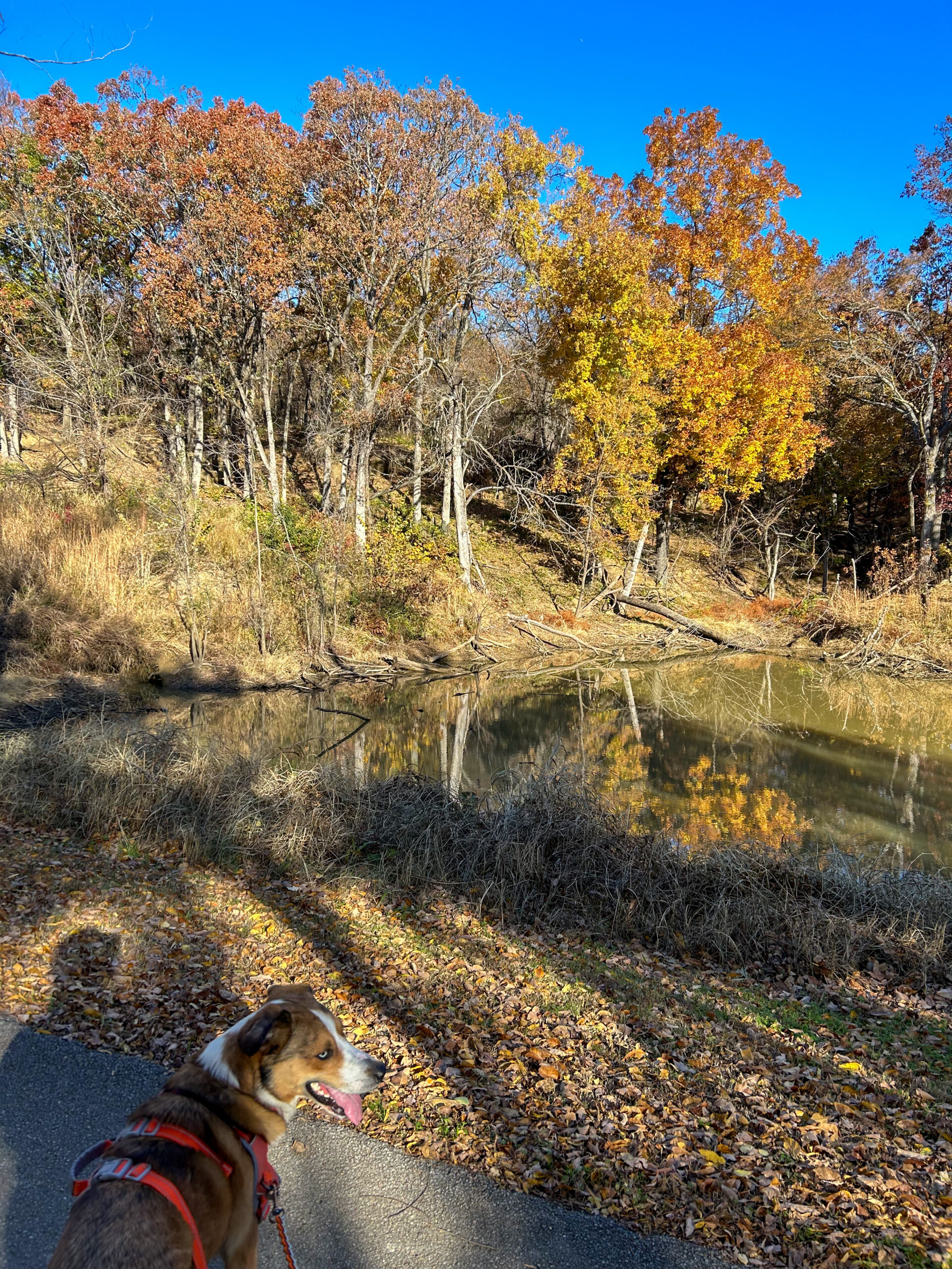 Benny’s Blog: Dog-friendly Adventures in Tulsa
